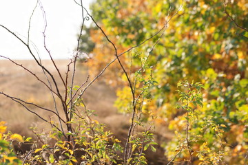 autumn leaves on tree