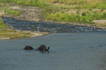 Fototapeta premium Elephants crossing the river in Jim corbett National Park