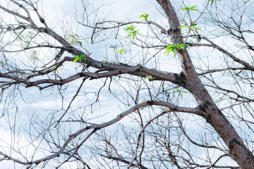 branches of tree with blue sky and clouds