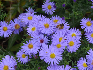 field of erigerons