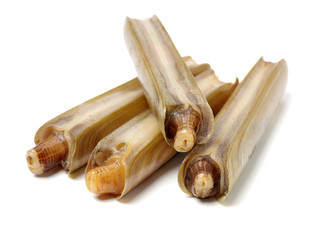 Razor clams isolated on white background.