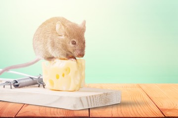 Mouse trap with cheese and mouse on background