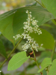 syringa amurensis in the autumn
