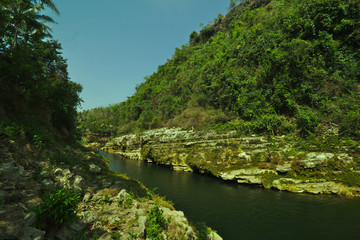Fototapeta premium river in forest