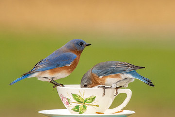 A pair of Eastern Bluebirds at a teacup feeder on a dreary winter day.