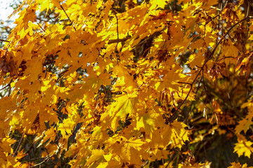 daylight. the sun is shining. Falling yellow maple foliage
