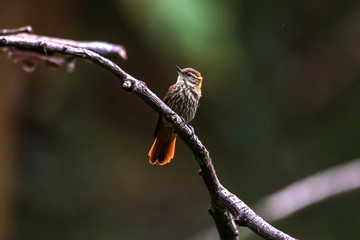 Streaked Xenops photographed in Domingos Martins, Espirito Santo. Southeast of Brazil. Atlantic...