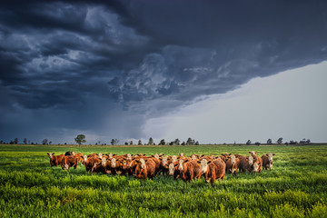 Ellis County, KS USA - Cows Bracing Together for the Thunderstorm Rolling in - Powered by Adobe