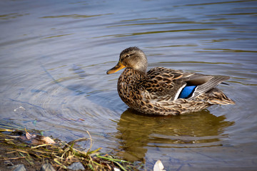Birds and animals in wildlife. Amazing mallard duck swims in lake or river with blue water under sunlight landscape. Closeup perspective of funny duck.