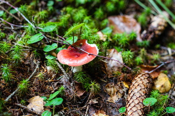 Mushrooms in the Ukrainian Carpathians. Forest and green moss.Close up.Macro