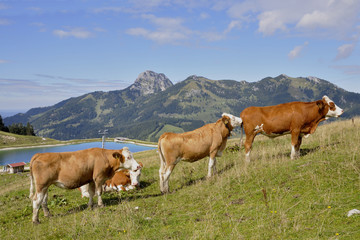 Fototapeta na wymiar Junge Kühe auf der Alm