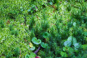 Beautiful green moss on the floor, moss closeup, macro. Beautiful background of moss for wallpaper. © Yaroslav