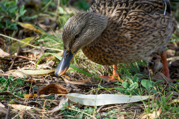 Birds and animals in wildlife. Amazing mallard duck swims in lake or river with blue water under sunlight landscape. Closeup perspective of funny duck.