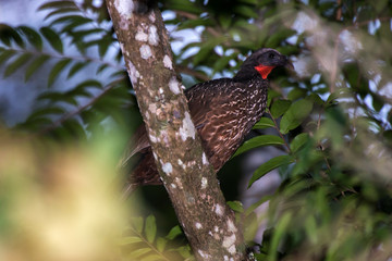  Dusky legged Guan photographed in Domingos Martins, Espirito Santo. Southeast of Brazil. Atlantic Forest Biome. Picture made in 2013.