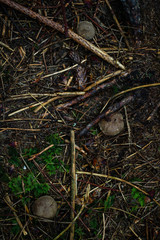 Mushrooms in the Ukrainian Carpathians. Forest and green moss.Close up.Macro