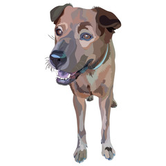 Plott Hound