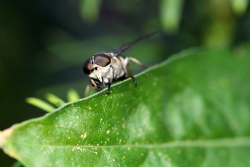 The horse fly- Tabanus sudeticus is one of the largest types of native horse flies
