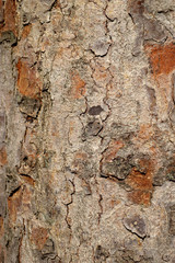 Tree bark background, Wood texture