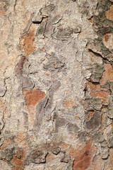 Tree bark background, Wood texture
