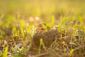 Mushrooms in a pinecone at sunset.