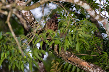  Dusky legged Guan photographed in Domingos Martins, Espirito Santo. Southeast of Brazil. Atlantic Forest Biome. Picture made in 2013.