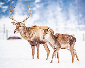 Naklejka na ściany i meble roe deer and noble deer stag in winter snow