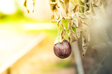 A small round beautiful bright purple eggplant hanging on a gray withered stalk. Sun exposure.