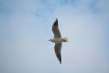 Group of seagulls ower sea and in the sky