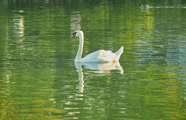 White swan swimming in the lake