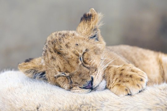 Cub lion sleeping