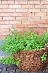 Fototapeta na wymiar Basket of plants in retro style