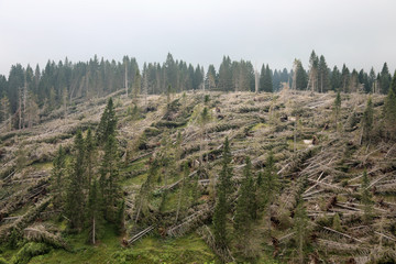 mountain without many trees after the terrible storm