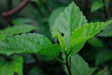 green leaves