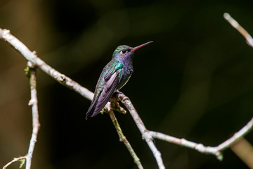 Fototapeta premium Sapphire spangled Emerald photographed in Santa Teresa, Espirito Santo. Southeast of Brazil. Atlantic Forest Biome. Picture made in 2013.