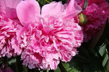 Flower in garden, Colorful, Summer design