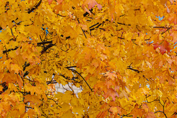 Colored yellow orange maple leaves on a tree. Abstract natural background.