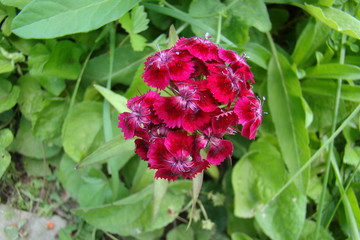 Fototapeta premium Flower in garden, Colorful, Summer design