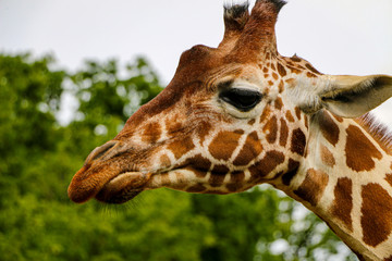 Close-up & heads shot of Giraffe at Whipsnade zoo in London © charliephotox