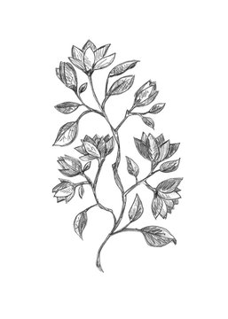 Magnolia branch with flowers and leaves, graphic hand drawn - blossom tree isolated on white background