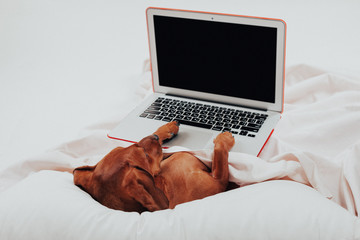 Dog using laptop lying in bed. business dog working on a computer lying in bed, copy space. - Image...