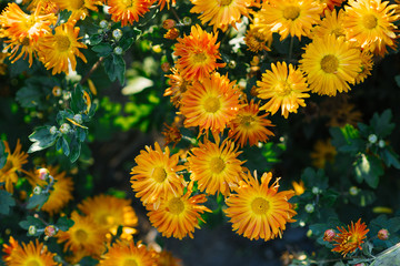 Orange chrysanthemums blooming in autumn in the garden
