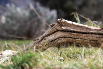 Wood in the garden