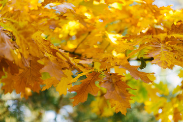 Fototapeta na wymiar Orange yellow oak leaves in autumn on the tree
