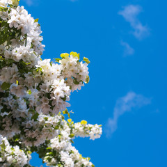 Blooming apple tree against a clear blue sky.