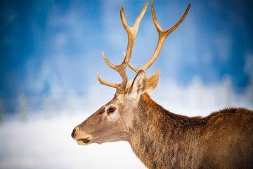 noble deer male in winter snow