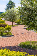 The figure track in the park is lined with concrete tiles of two colors. In the middle of the path is an apple tree in spring bloom