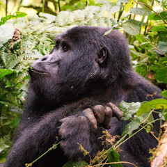 Gorilla Tracking in Uganda Biwindi NP