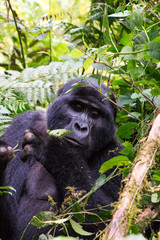 Gorilla at  Tracking in Uganda Biwindi NP