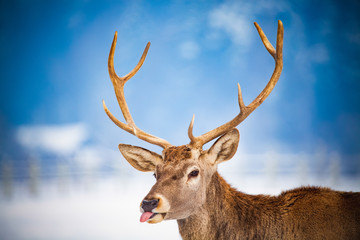 Naklejka premium noble deer male in winter snow