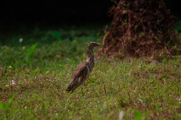 bird